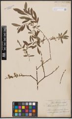 Salix aurita L. x Salix repens L.